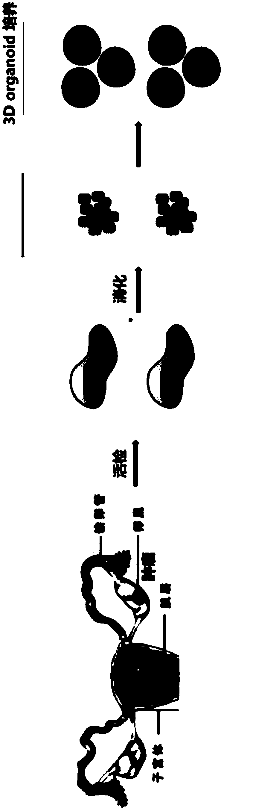 Culture medium for 3D culture of ovarian cancer tissue