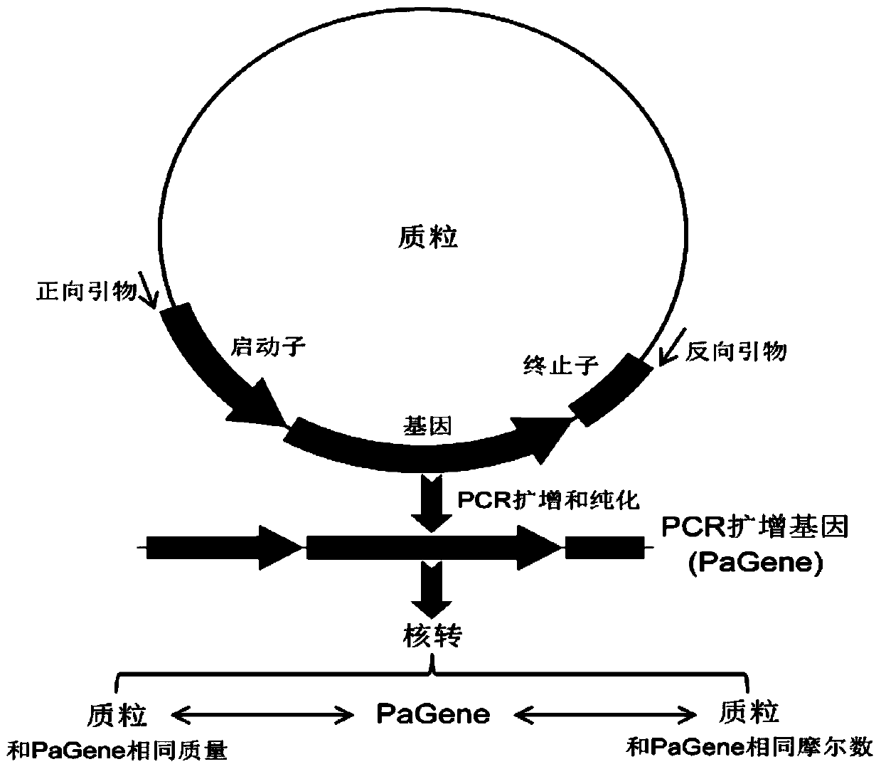 Method for PCR (polymerase chain reaction) amplification of gene nucleofection of suspension animal cells