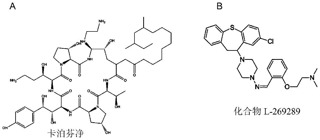 Pharmaceutical composition for candida albicans echinocandin drug-resistant bacteria and application of pharmaceutical composition