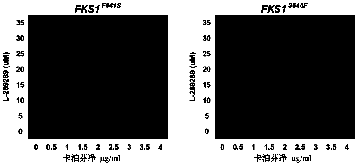 Pharmaceutical composition for candida albicans echinocandin drug-resistant bacteria and application of pharmaceutical composition