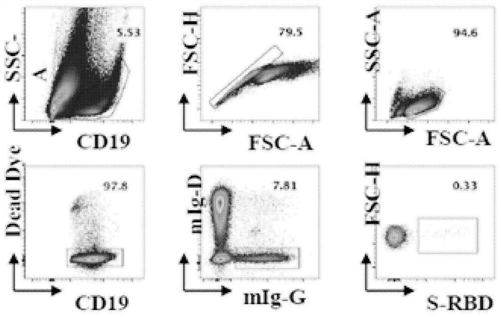 New coronavirus RBD specificity monoclonal antibody and application