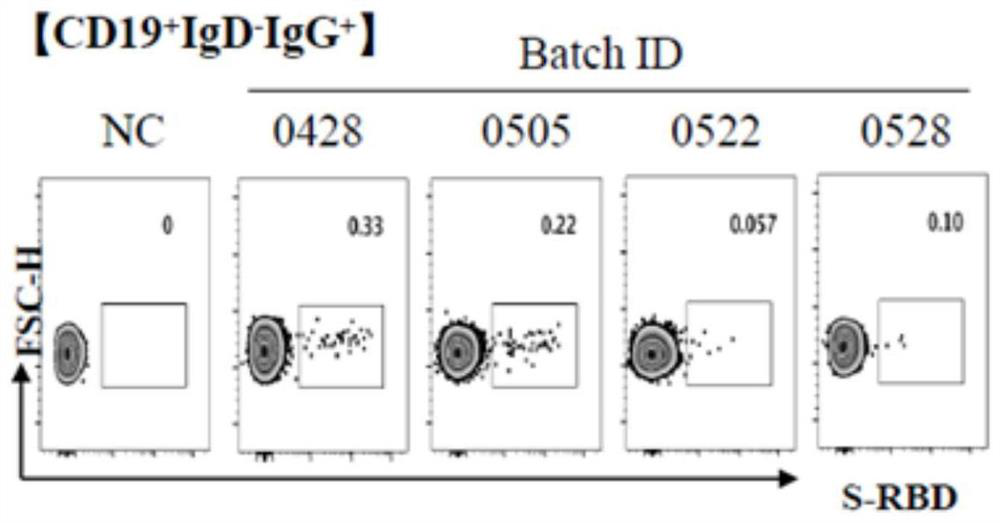 New coronavirus RBD specificity monoclonal antibody and application