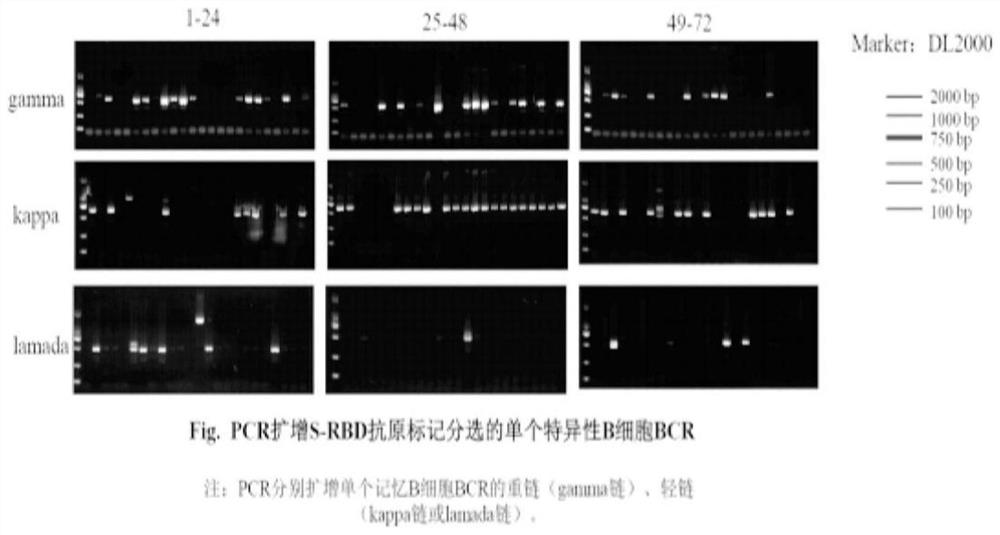 New coronavirus RBD specificity monoclonal antibody and application