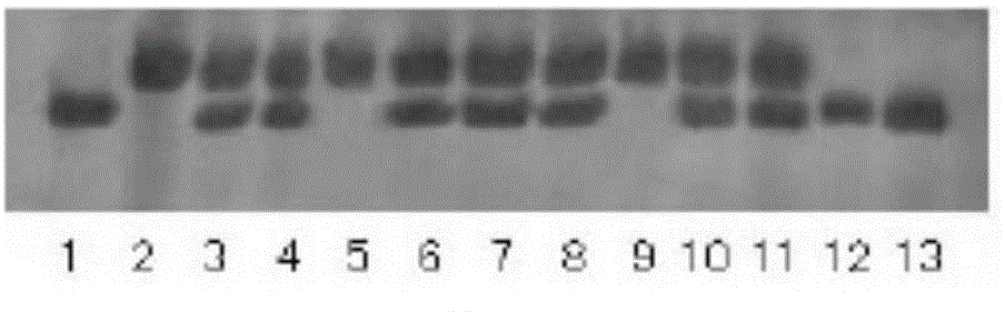 Molecular marker closely linked with rice bacterial blight resistance gene and primers and application thereof