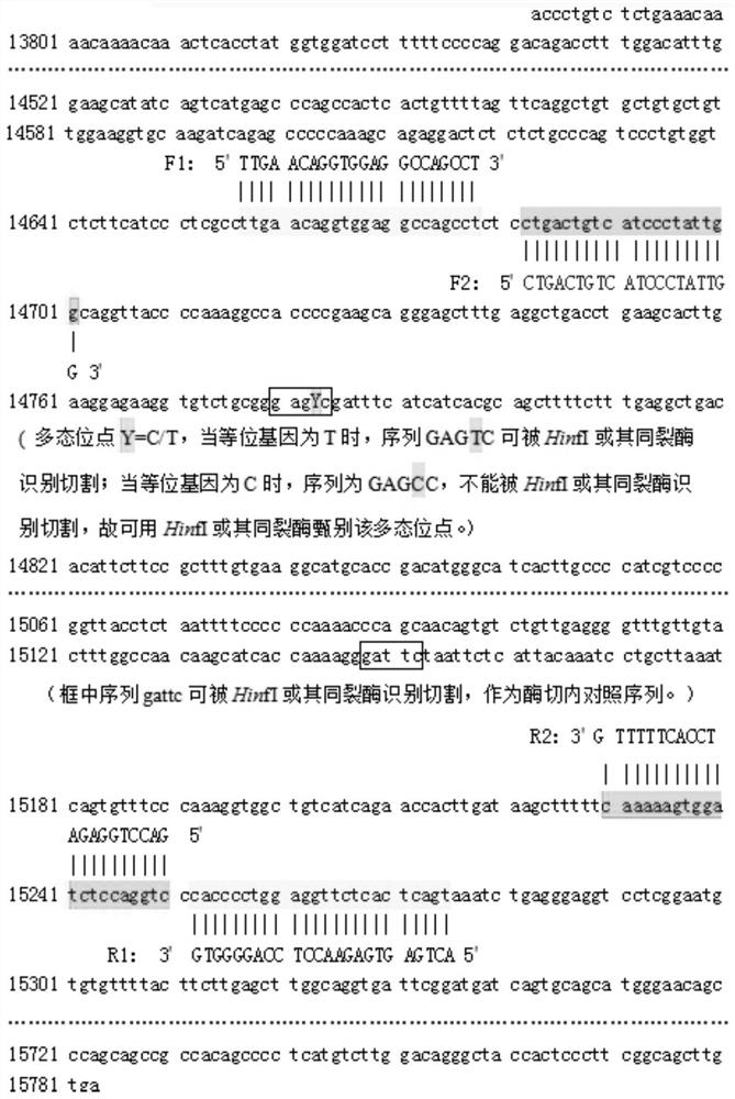 A method and kit for detecting genetic information of genes related to folic acid metabolism