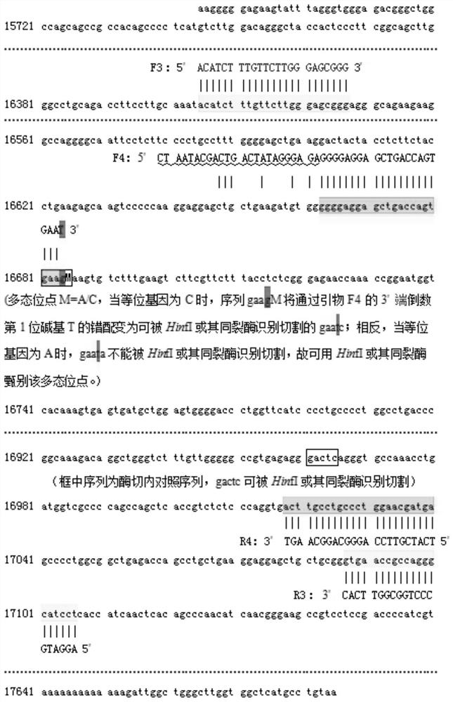 A method and kit for detecting genetic information of genes related to folic acid metabolism