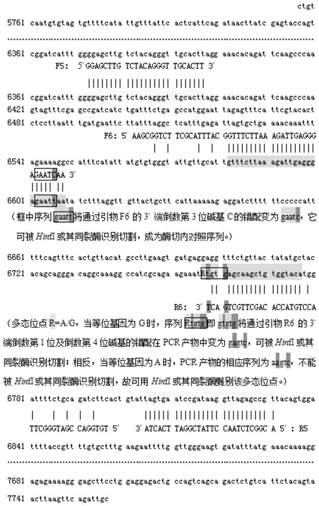 A method and kit for detecting genetic information of genes related to folic acid metabolism