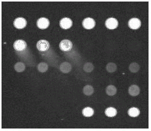 Chip for screening avsunviroid viroid and application of chip