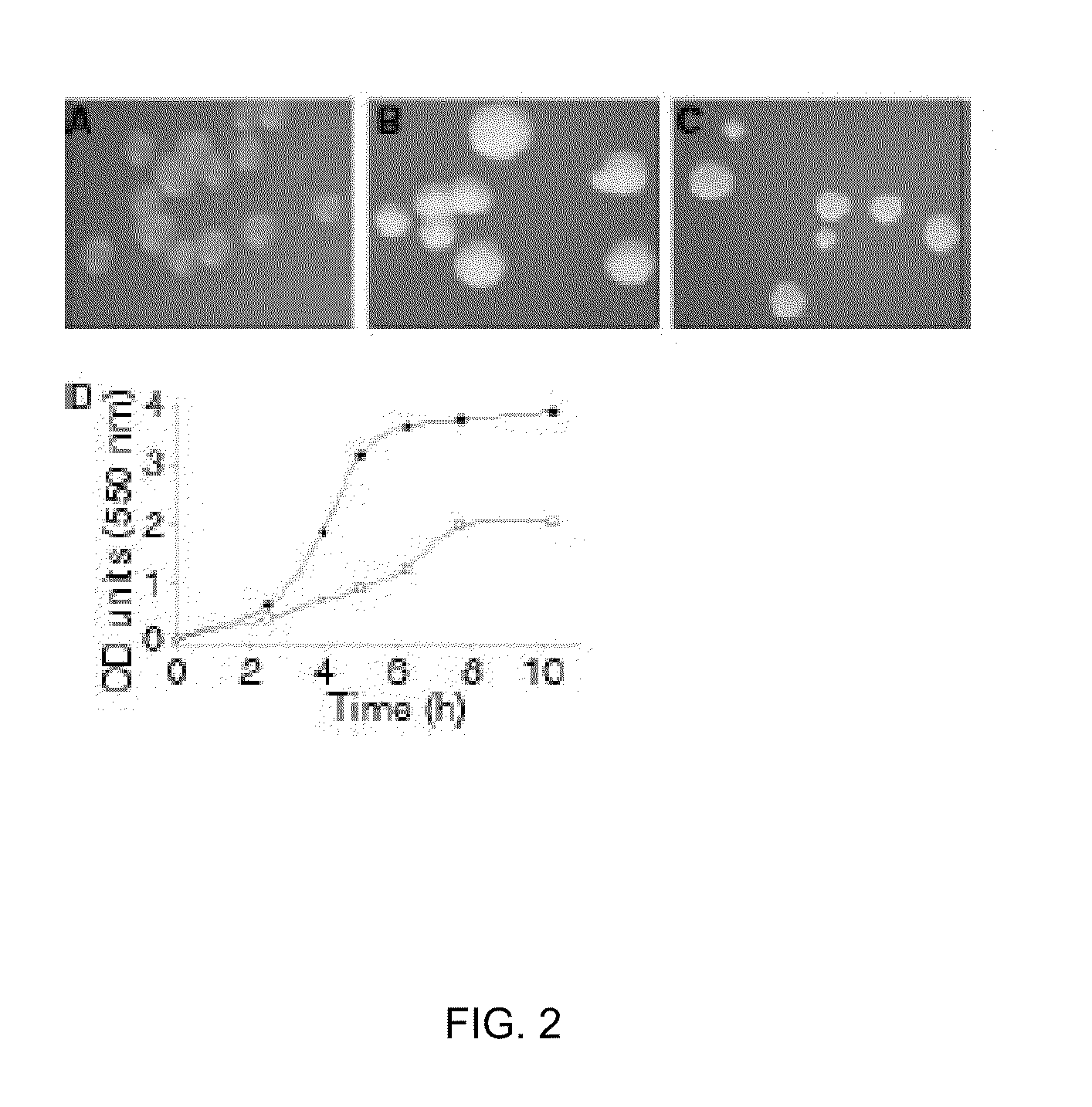 Outer membrane vesicles and uses thereof