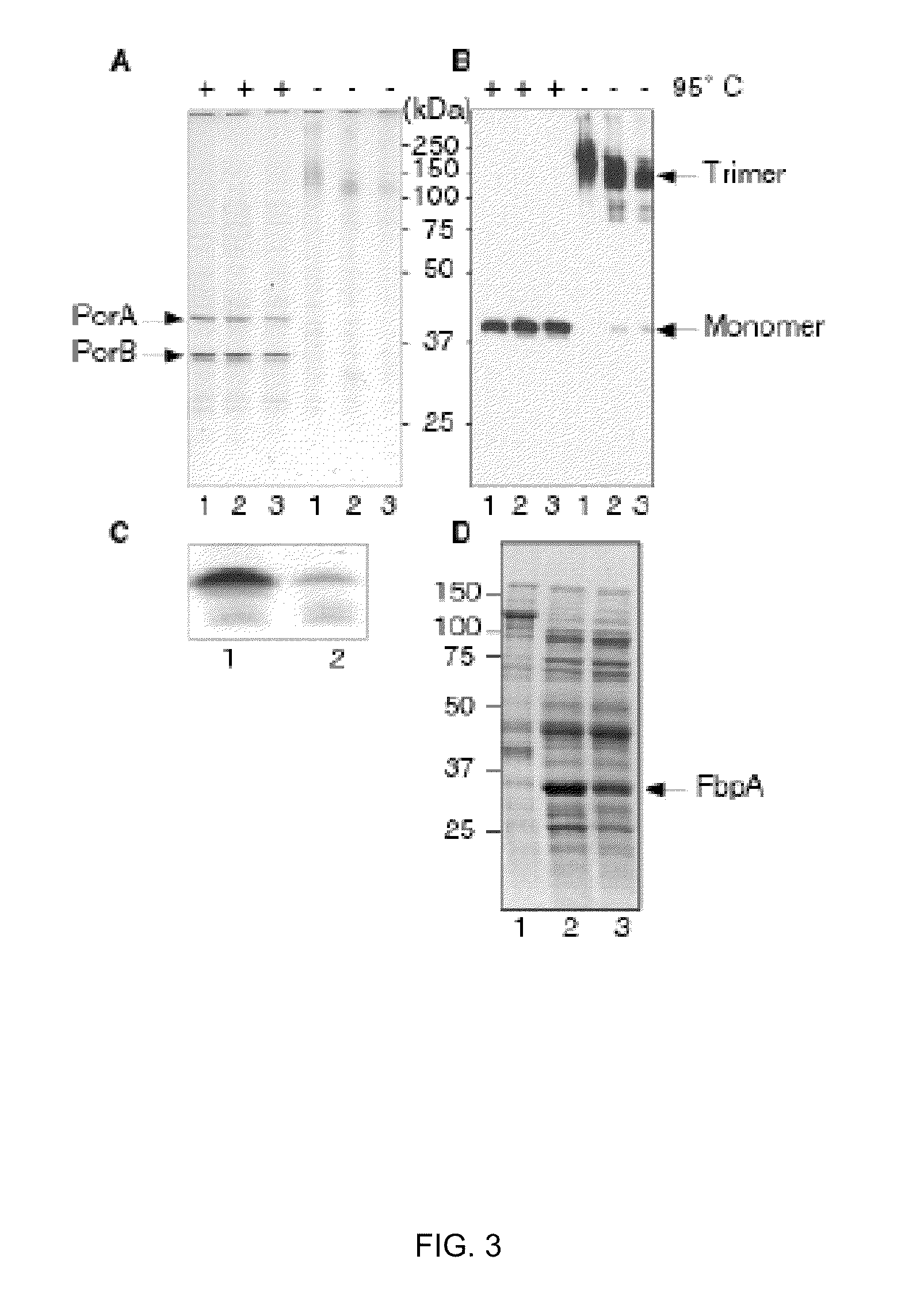 Outer membrane vesicles and uses thereof