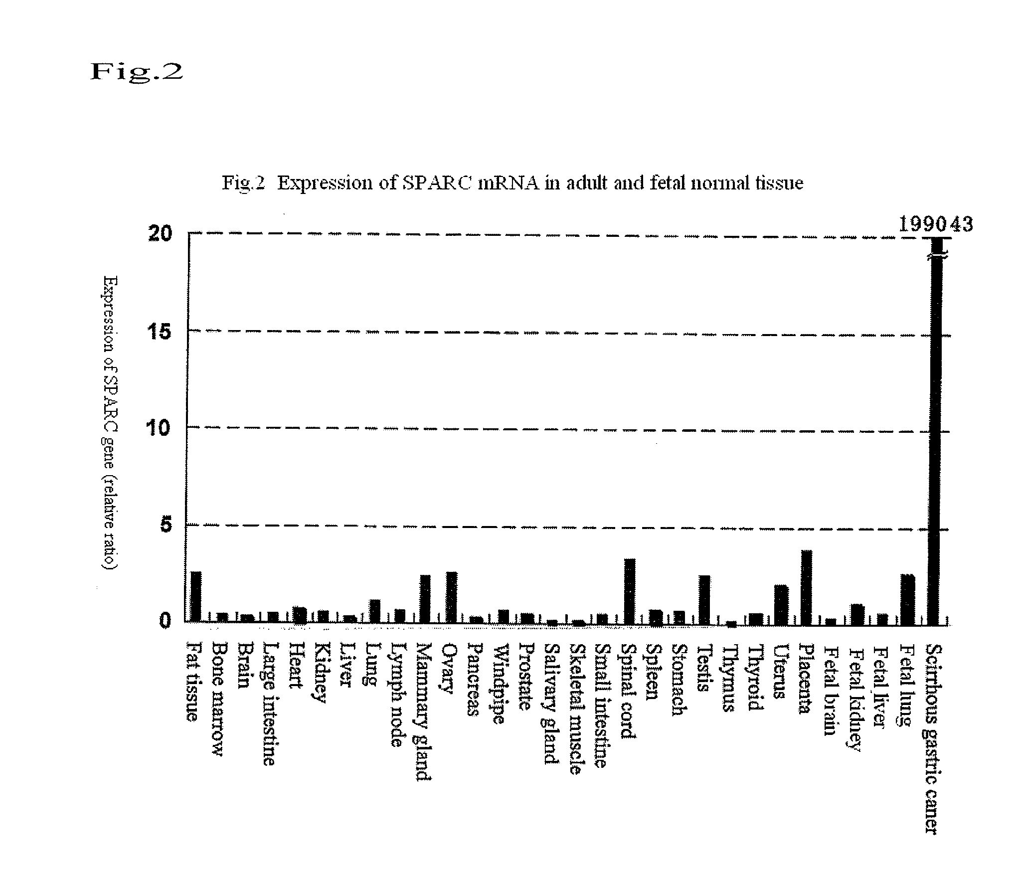 Sparc-derived tumor rejection antigenic peptides and medicaments comprising the same