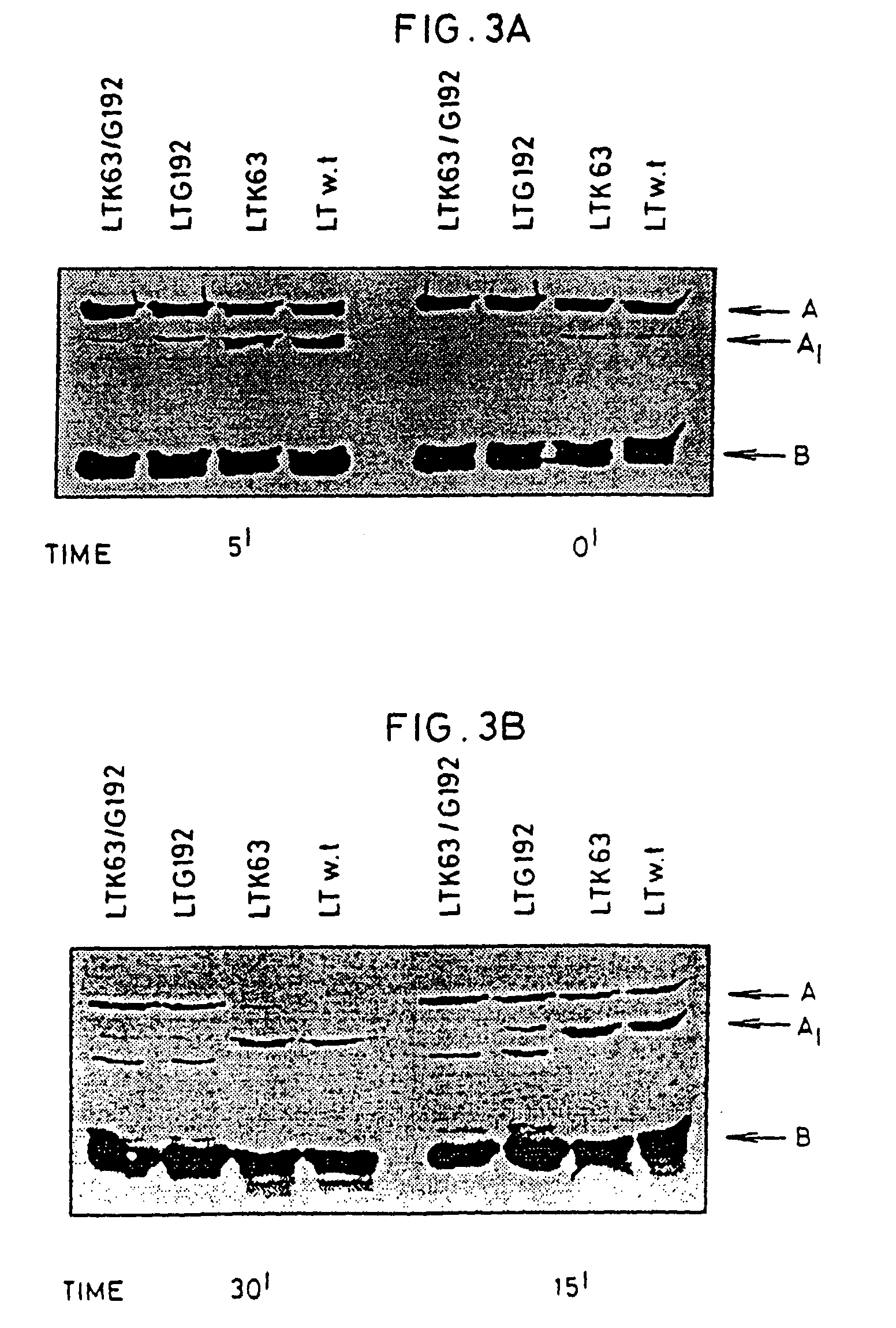 Immunogenic detoxified mutants of cholera toxin