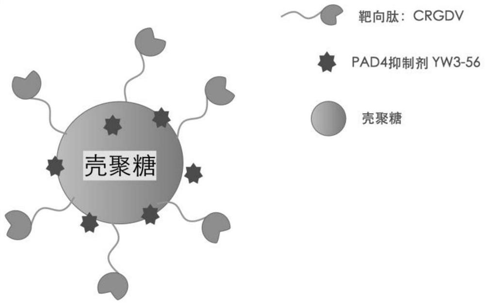 A kind of crgd sequence peptide modified chitosan-loaded pad4 inhibitor and its preparation method and application