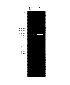 Chamomile farnesyl diphosphatesynthase gene clone and prokaryotic expression