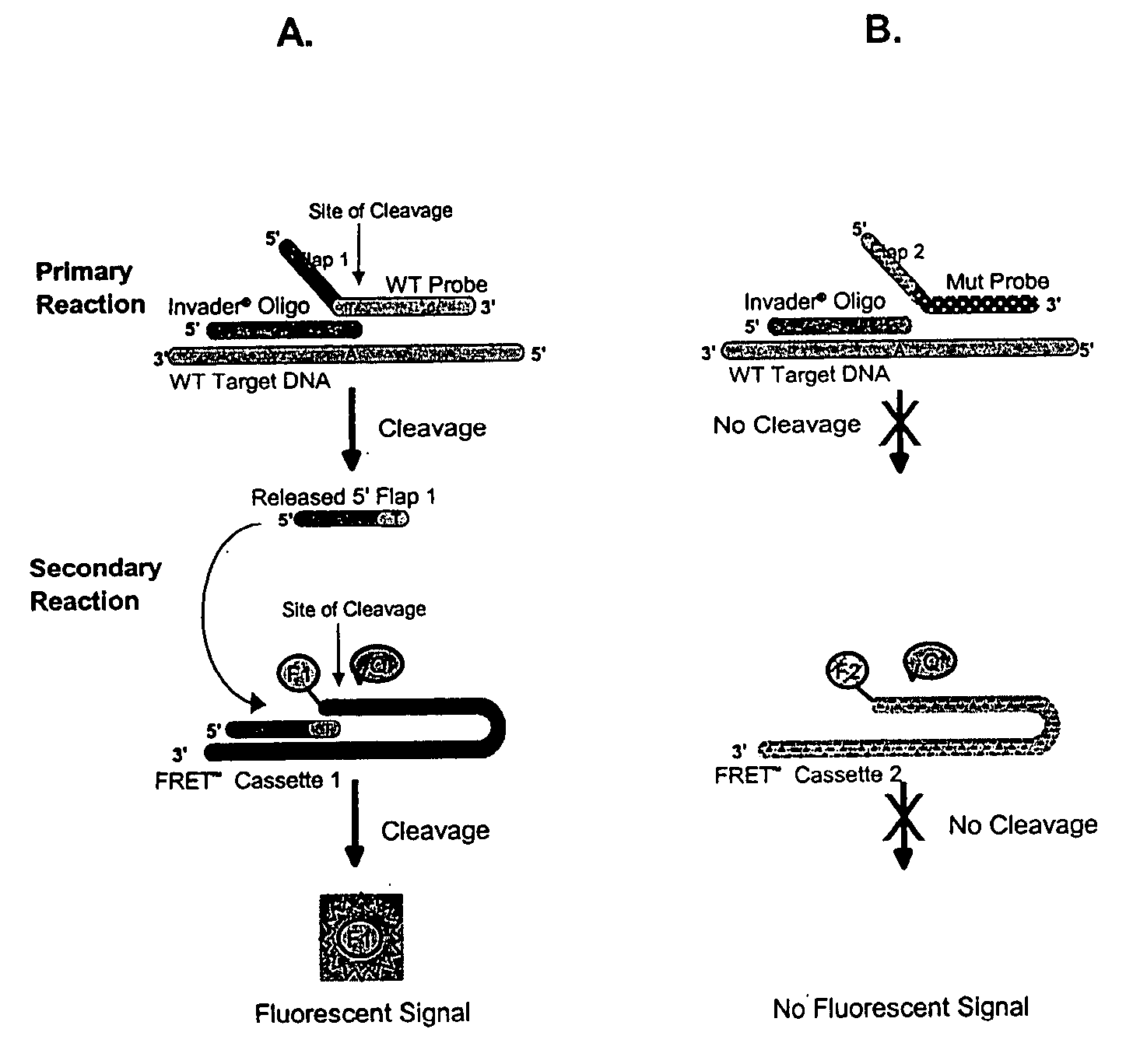 Detection Of HPV