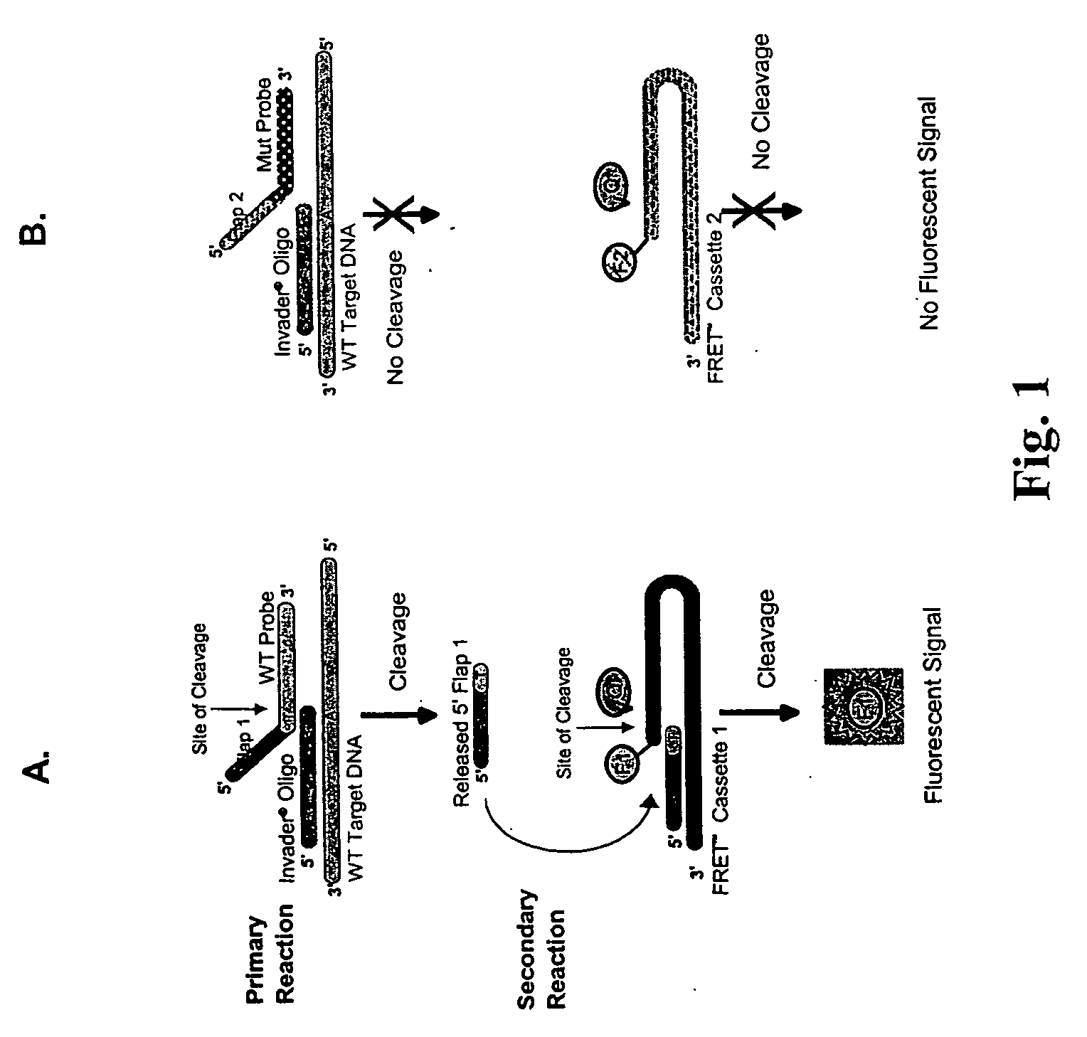 Detection Of HPV