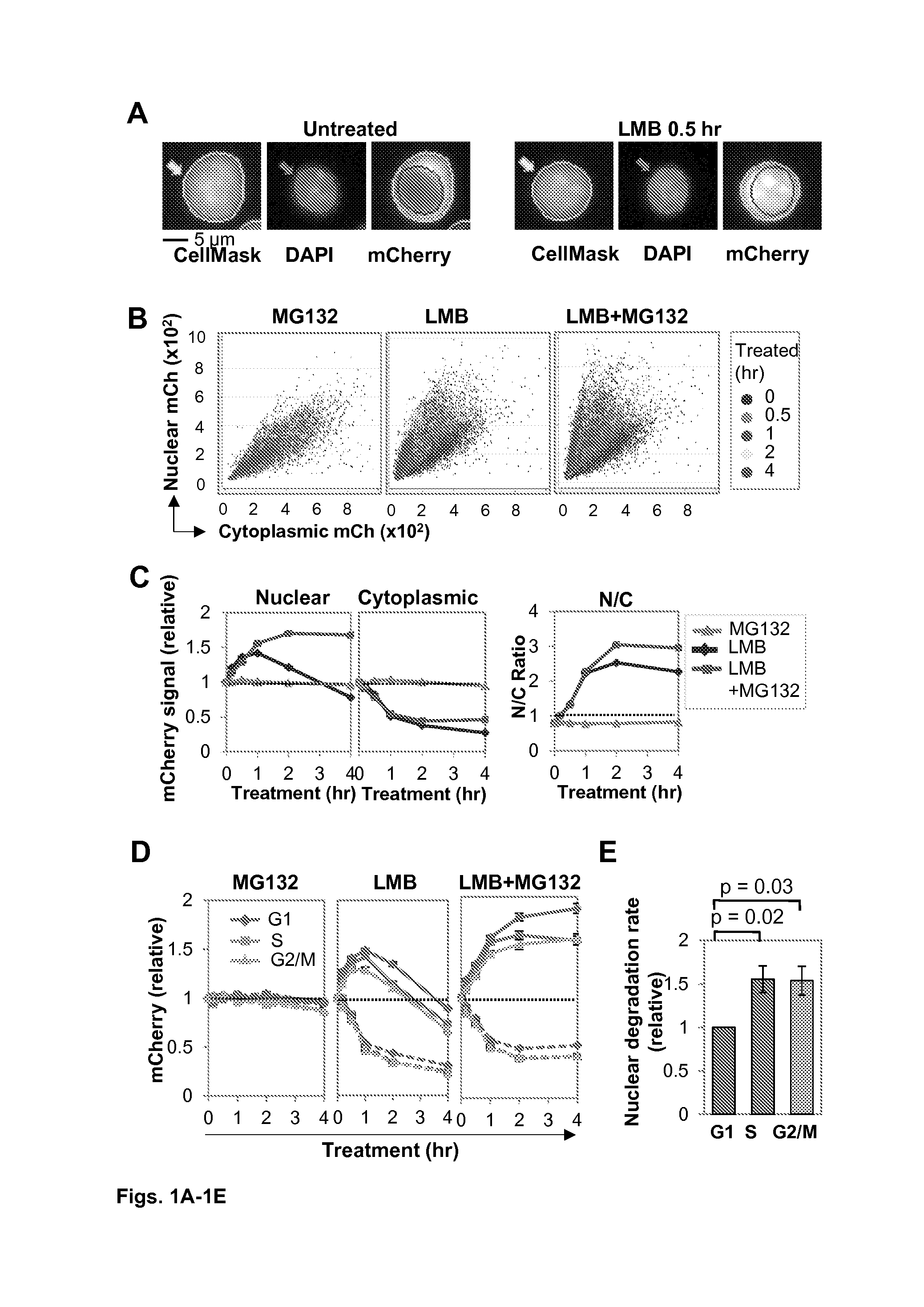 Restricting nuclear protein to specific phases of the cell cycle