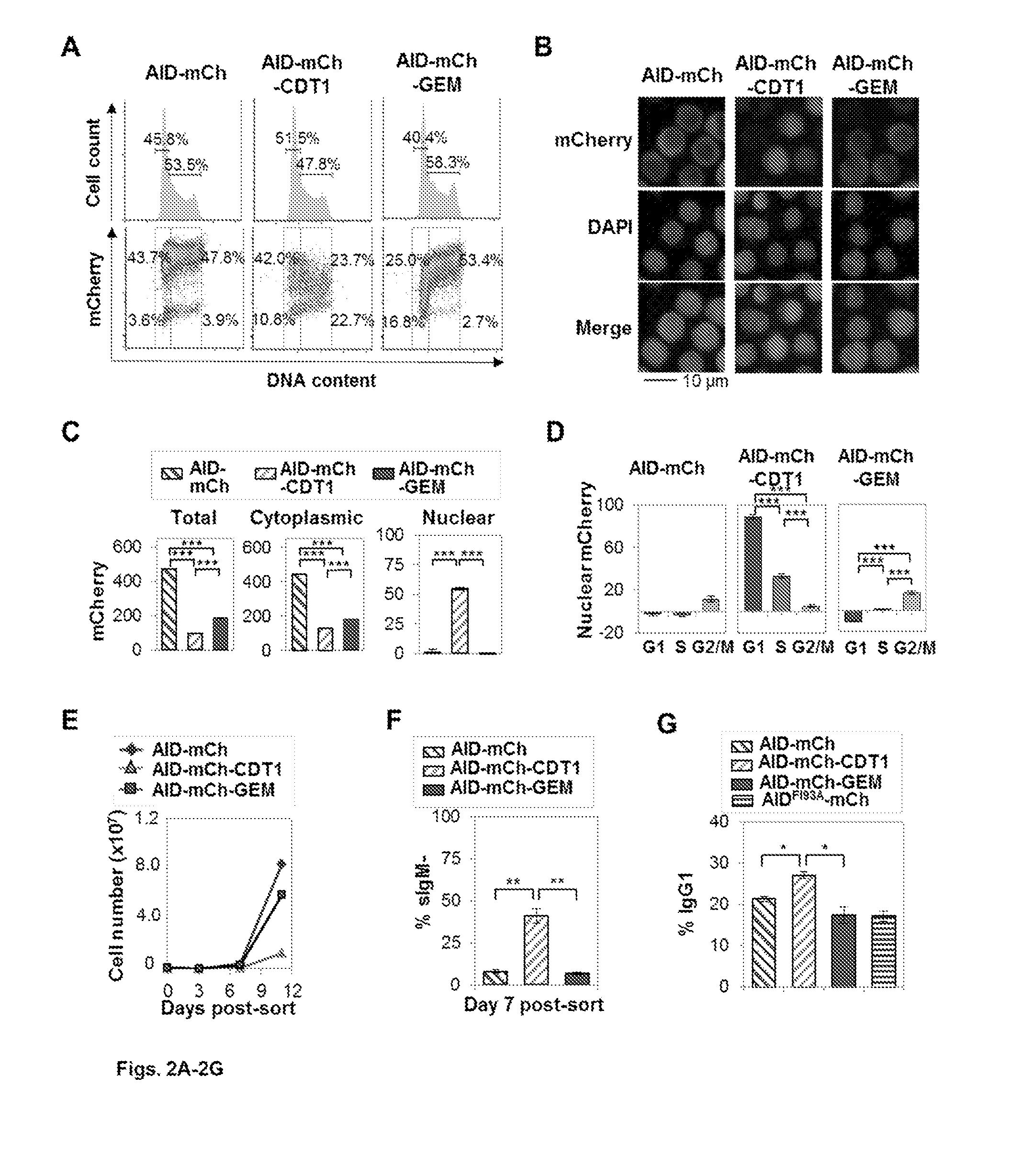 Restricting nuclear protein to specific phases of the cell cycle