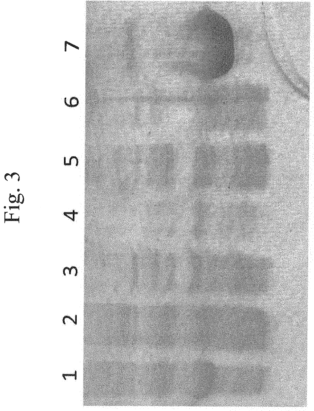 Engineered FGF1 and FGF2 compositions and methods of use thereof