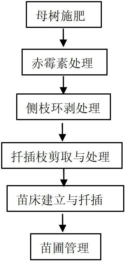 Process for cutting thick branches of golden camellia