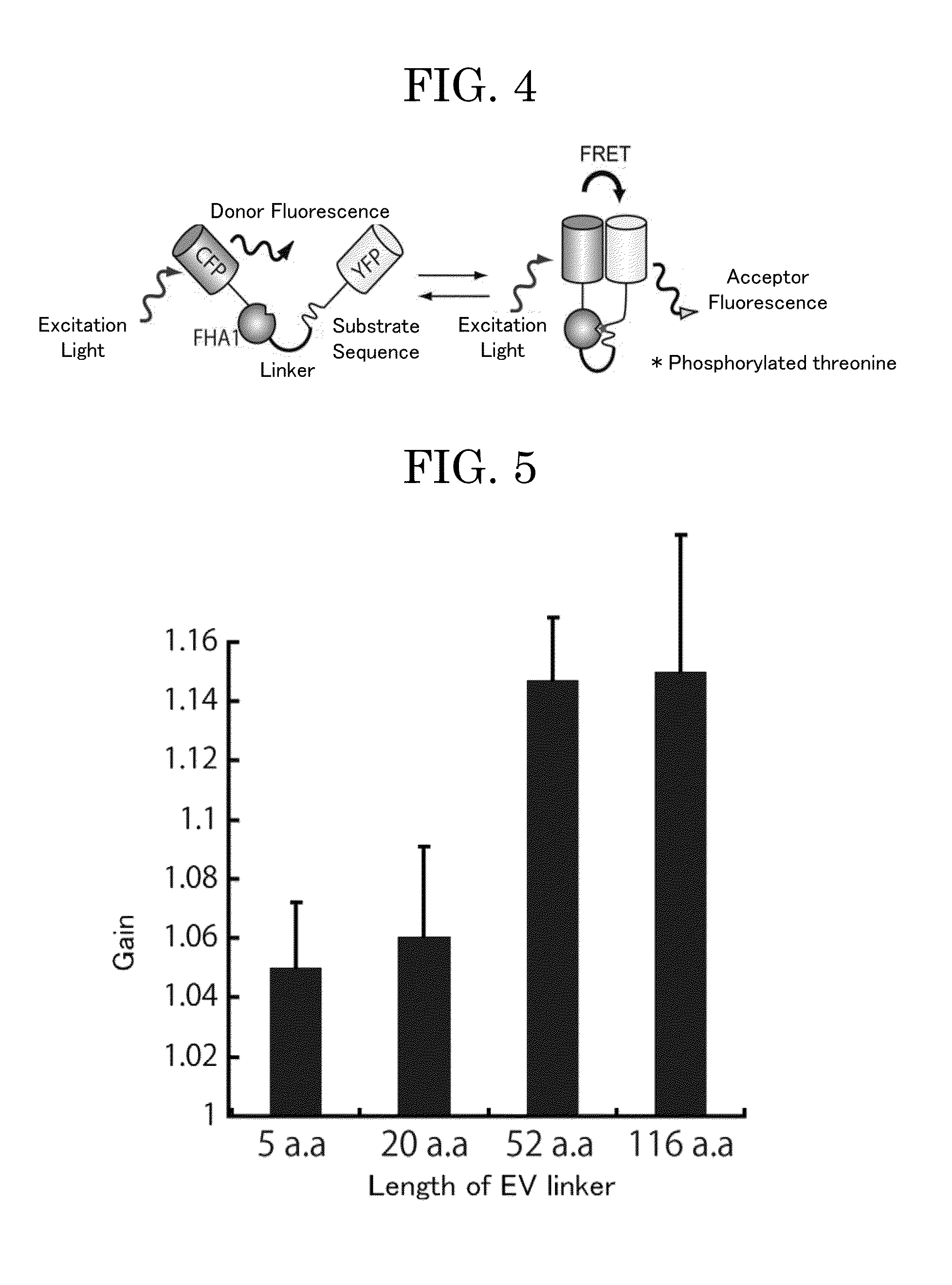 Linker for unimolecular fret biosensor based on principle of fluorescence resonance energy transfer