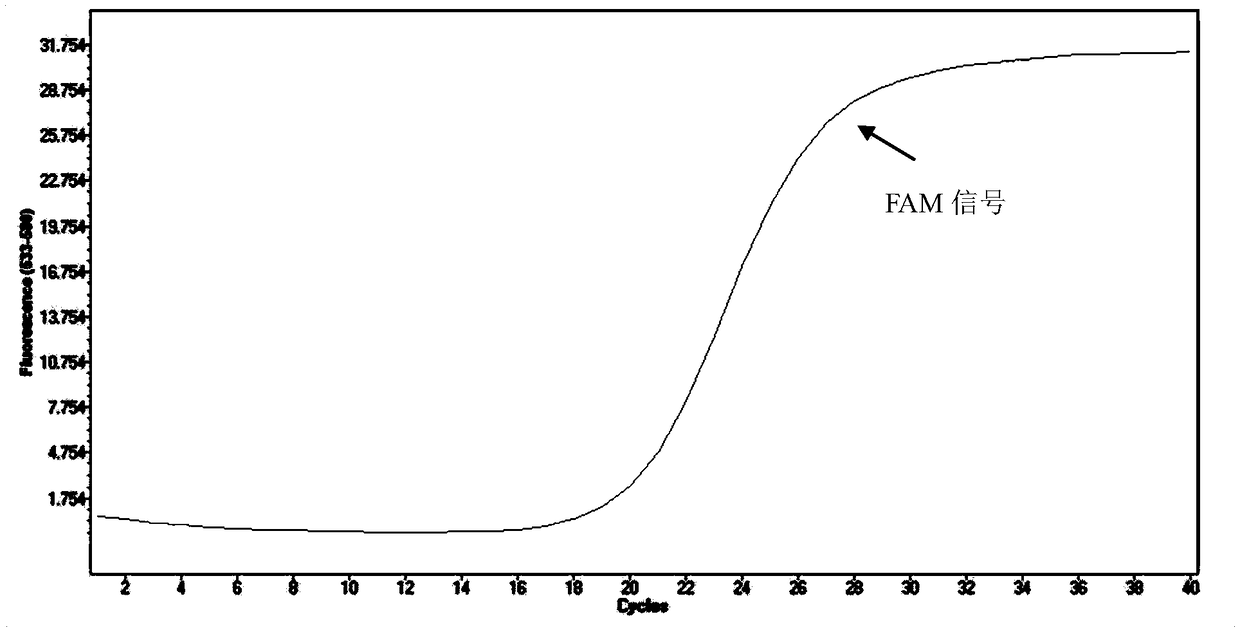 Primer probe combination for identifying mycobacterium abscessus and mycobacterium massiliense