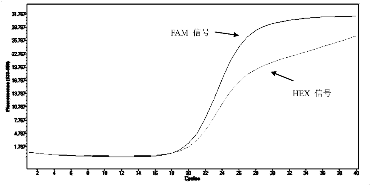 Primer probe combination for identifying mycobacterium abscessus and mycobacterium massiliense