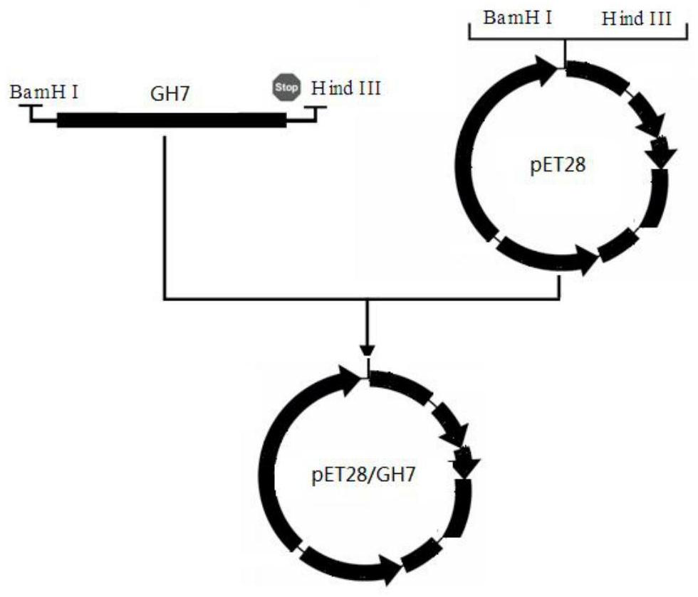 Glycoside hydrolase family 7 protein gene and its encoded protein and application