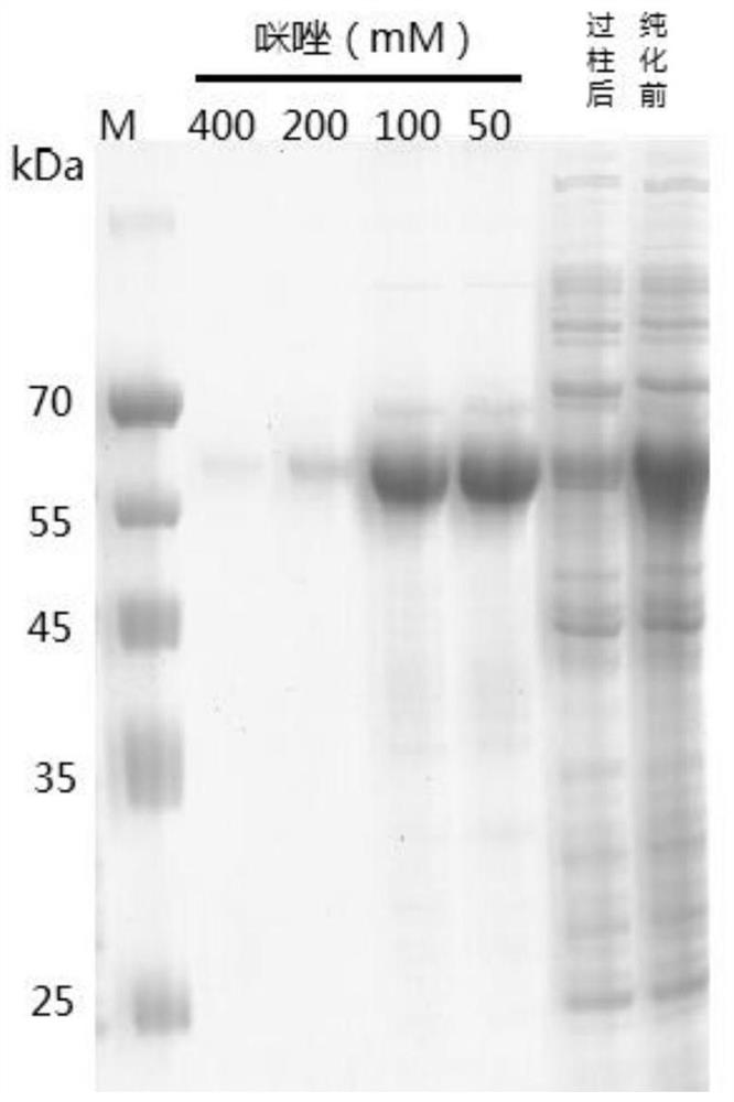 Glycoside hydrolase family 7 protein gene and its encoded protein and application