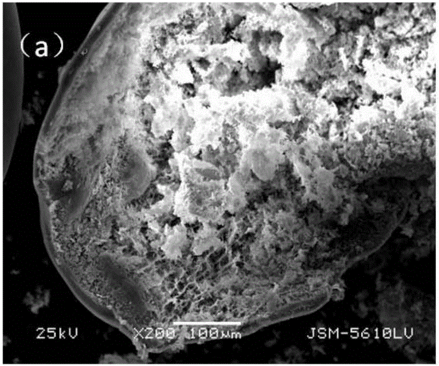 Preparation method of chitosan gel bead