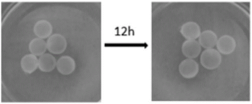 Preparation method of chitosan gel bead