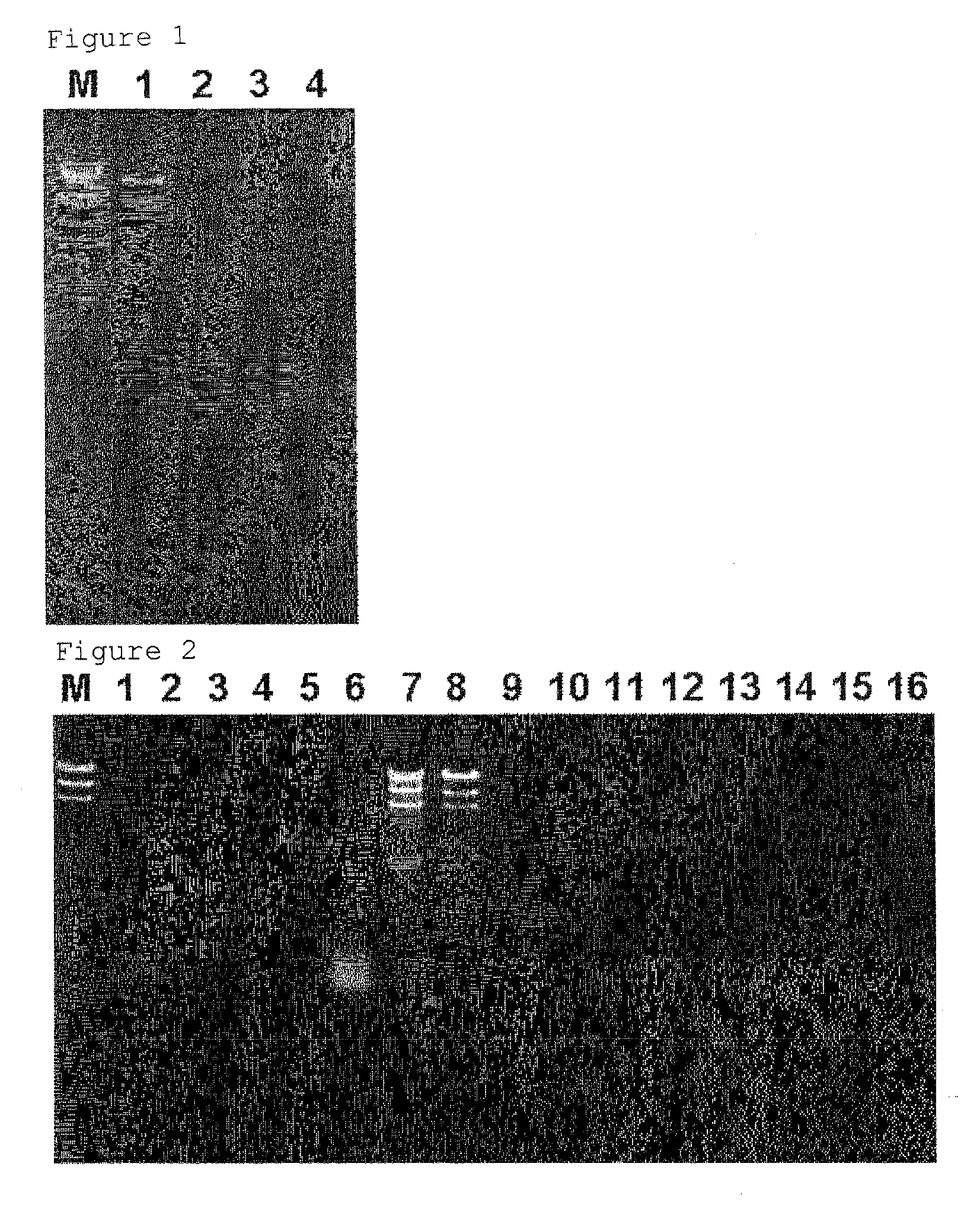 Microorganism-derived psychrophilic endonuclease