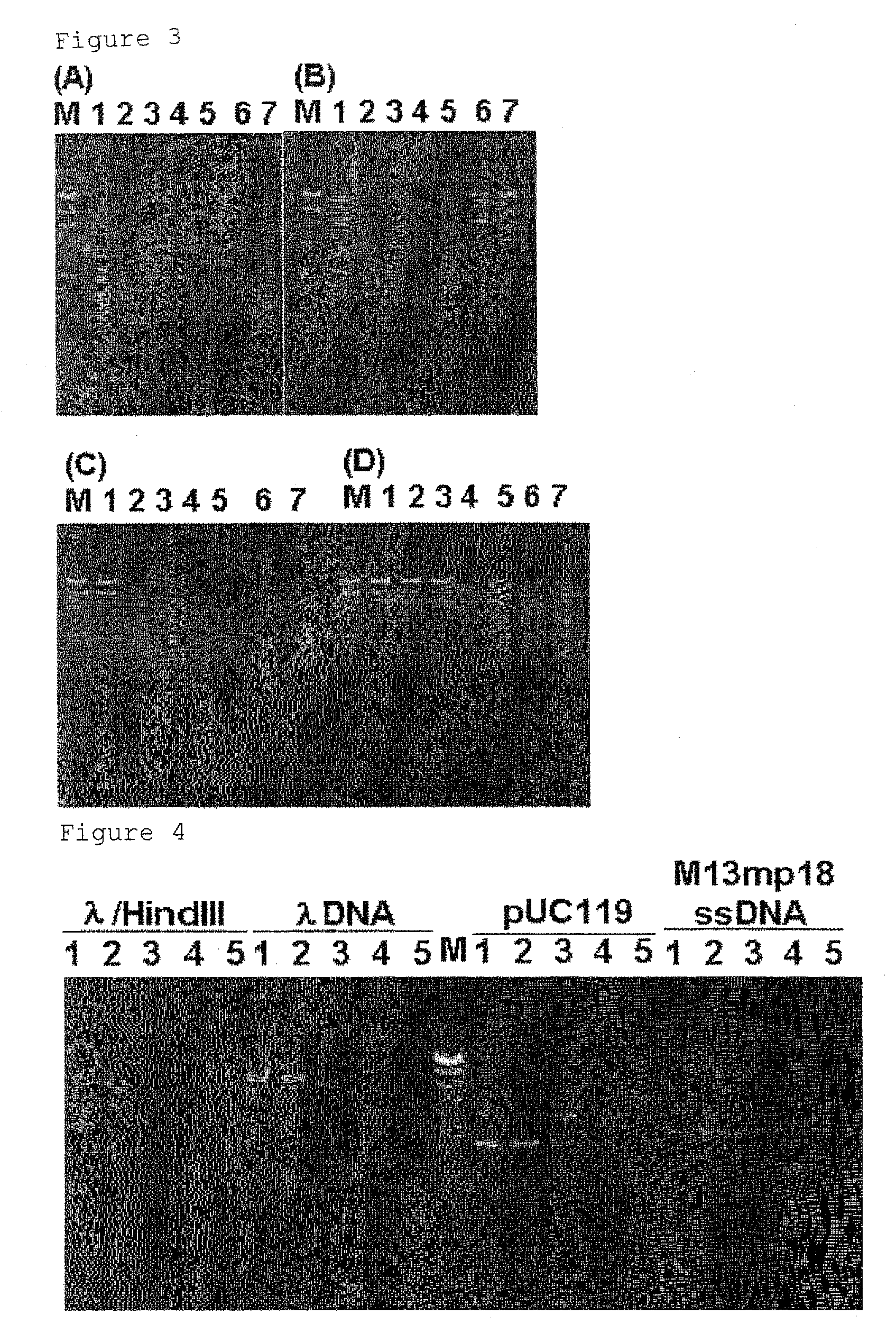 Microorganism-derived psychrophilic endonuclease