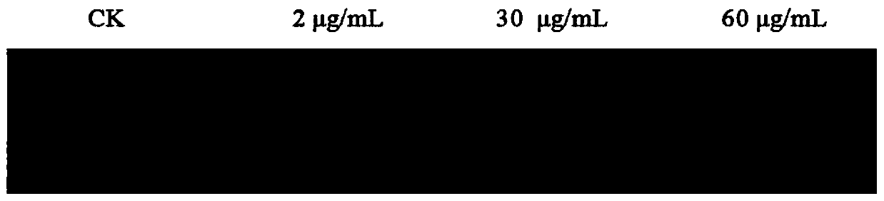 Application of Mycophenolic Acid in Controlling Litchi Frost Blight