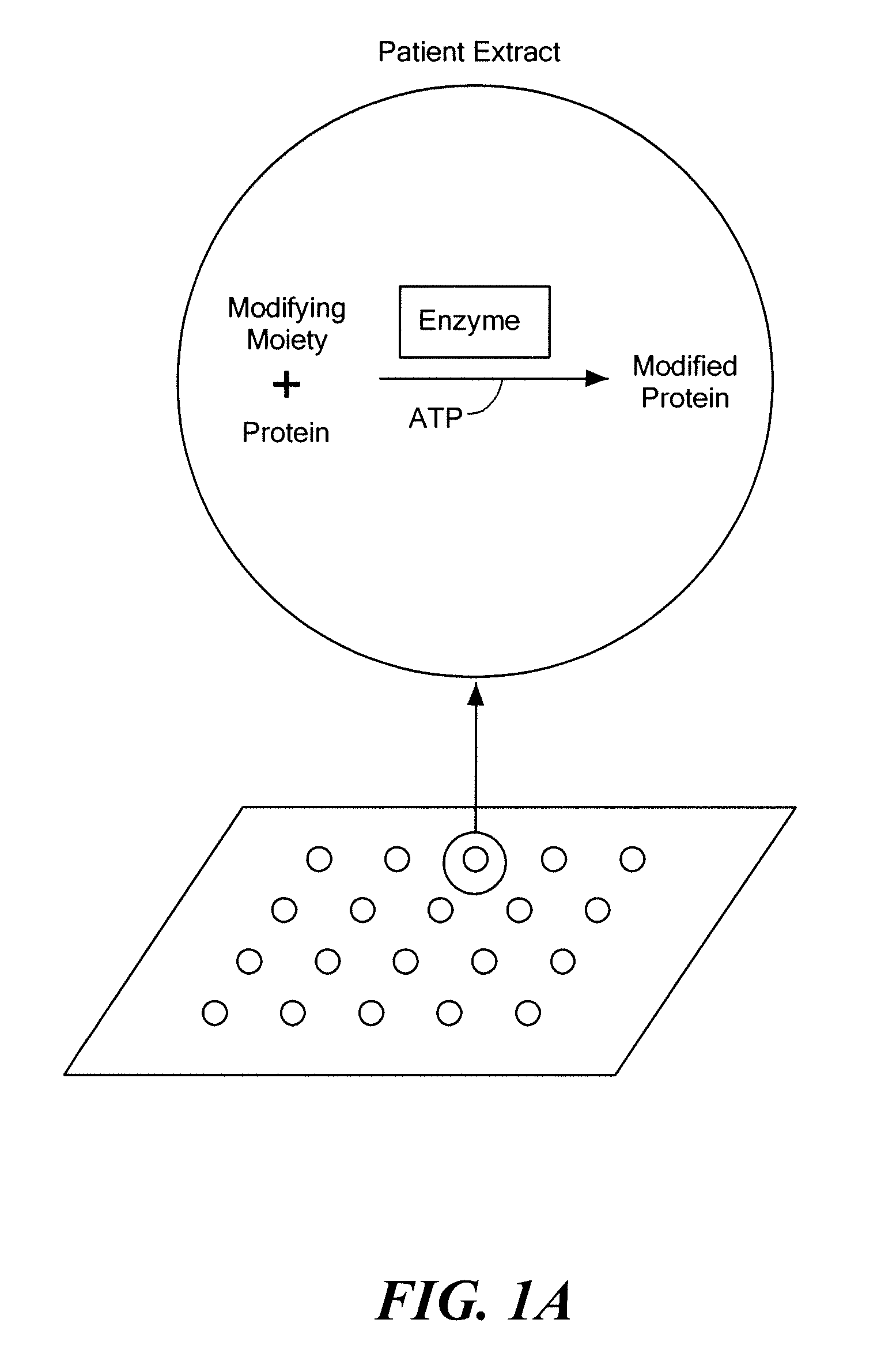 Diagnostic method based on large scale identification of post-translational modification of proteins