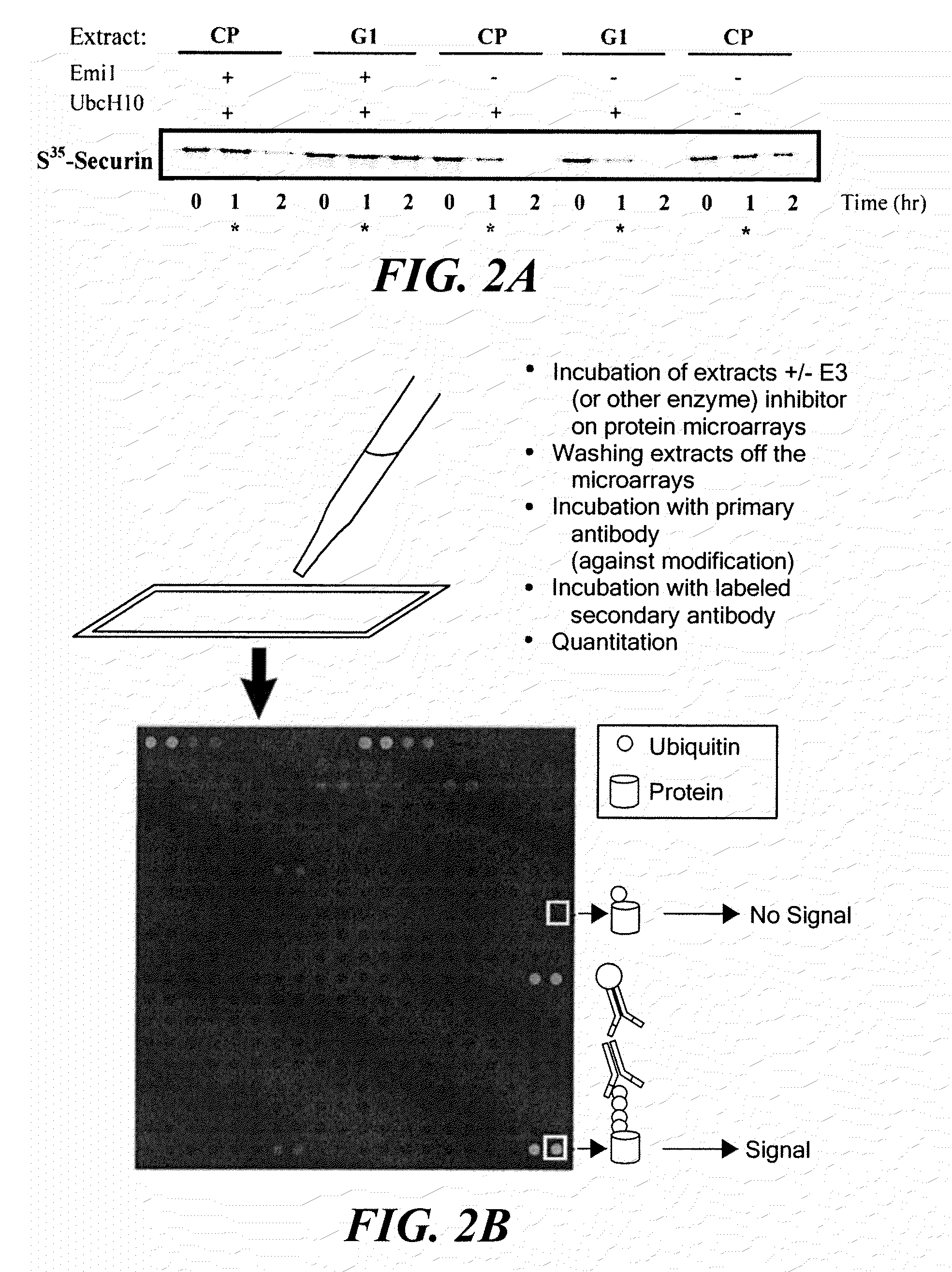 Diagnostic method based on large scale identification of post-translational modification of proteins