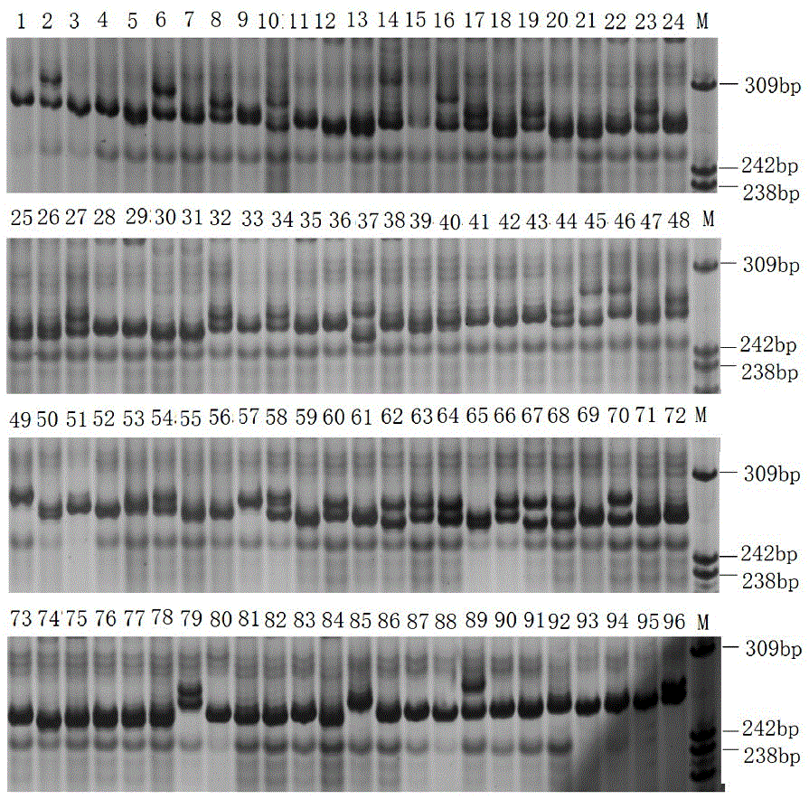 Microsatellite marker applied to growth trait analysis of Macrobrachium nipponense and application thereof