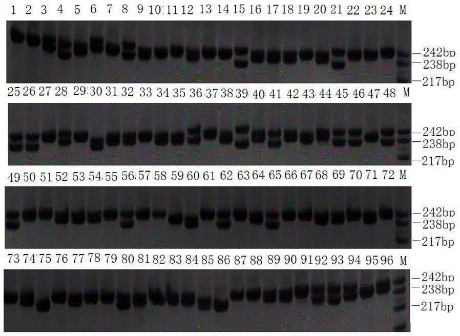 Microsatellite marker applied to growth trait analysis of Macrobrachium nipponense and application thereof