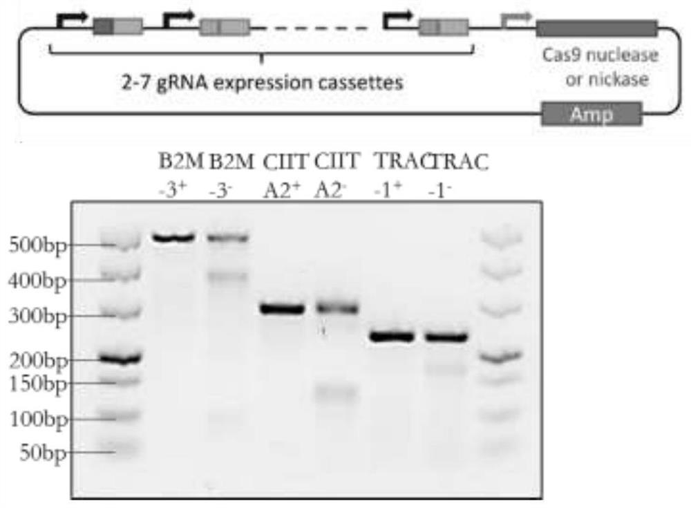 Universal car-t cell and its preparation method and application