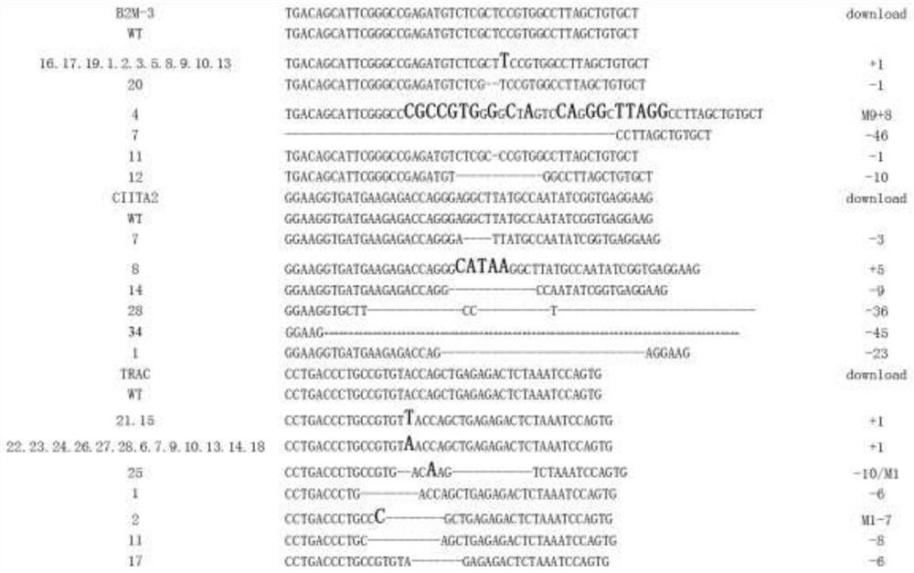 Universal car-t cell and its preparation method and application