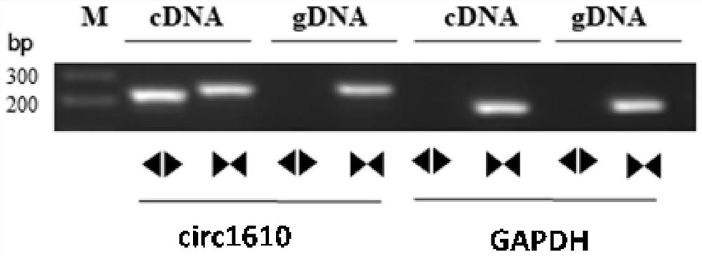 Application of circular RNAcirc0001610 and expression product thereof in medicines for diagnosing and treating bladder cancer