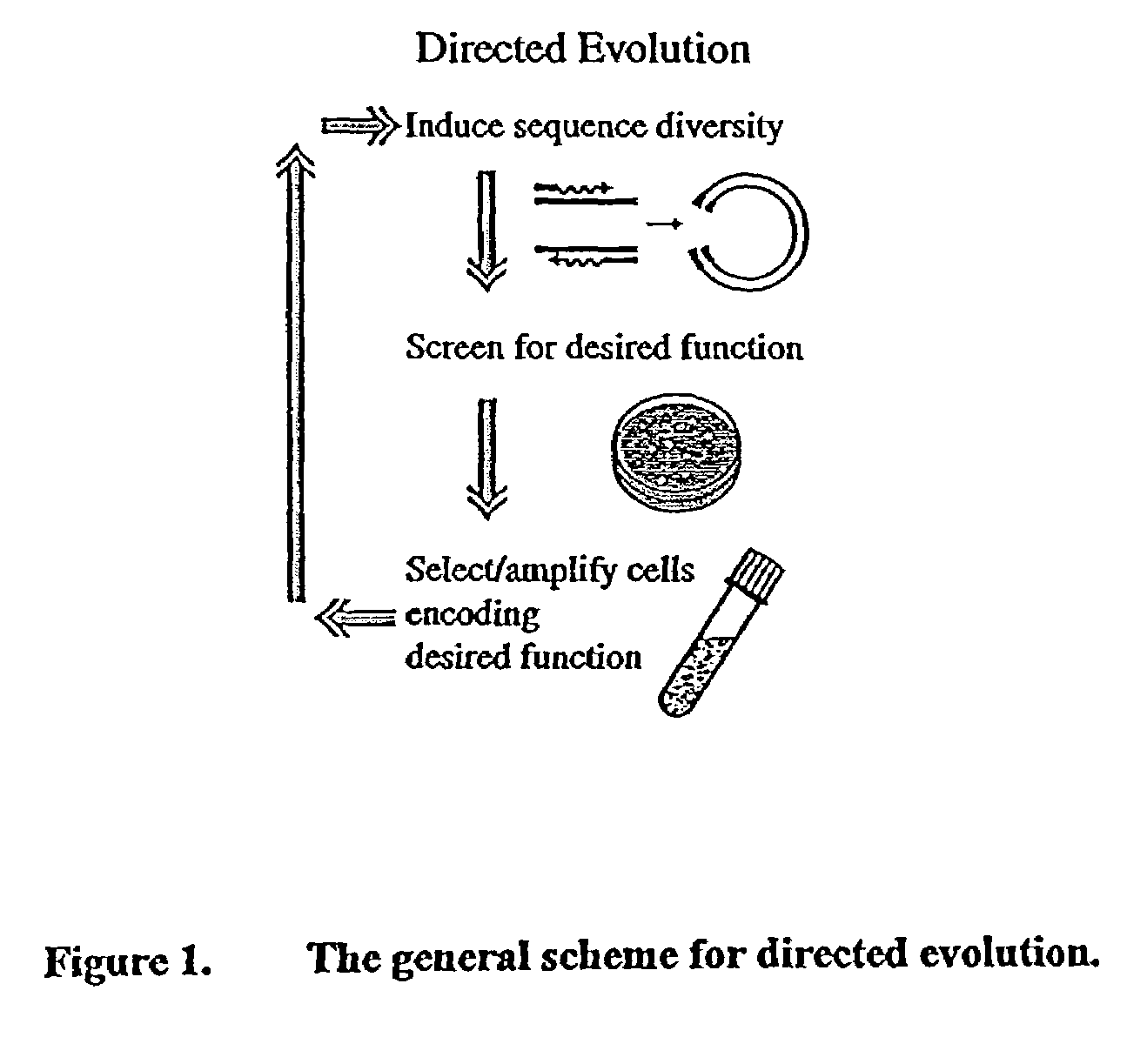 Computer interfaced scanning fluorescence lifetime microscope applied to directed evolution