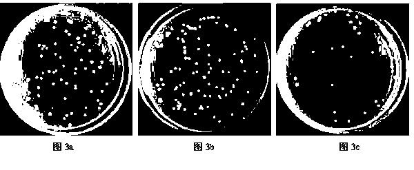 Traditional Chinese medicine antibacteria composition for inhibiting micrococcus luteus