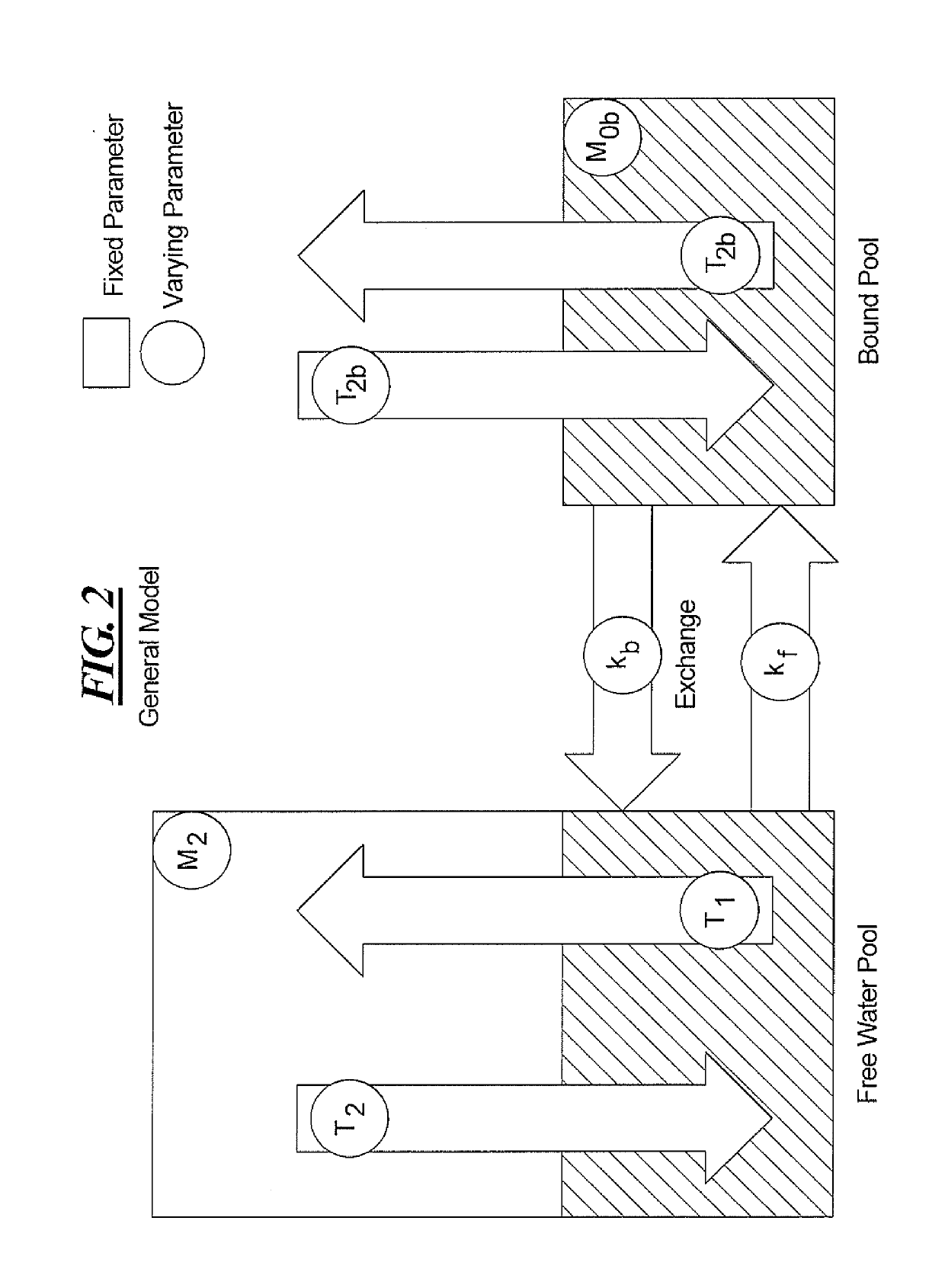 Method and apparatus for mitigating the effect of magnetization transfer in model-based magnetic resonance techniques