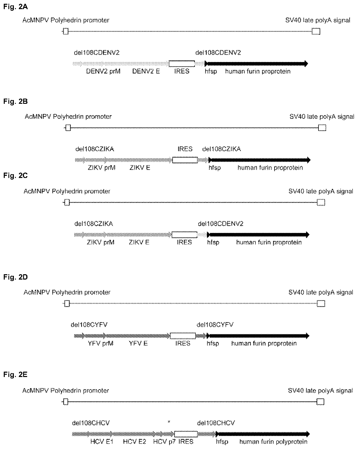 Method for producing virus like particles