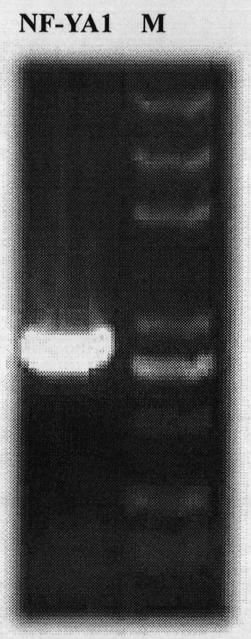 Plant nitrogen utilization efficiency related protein TaNF-YA1 and coding gene and application thereof