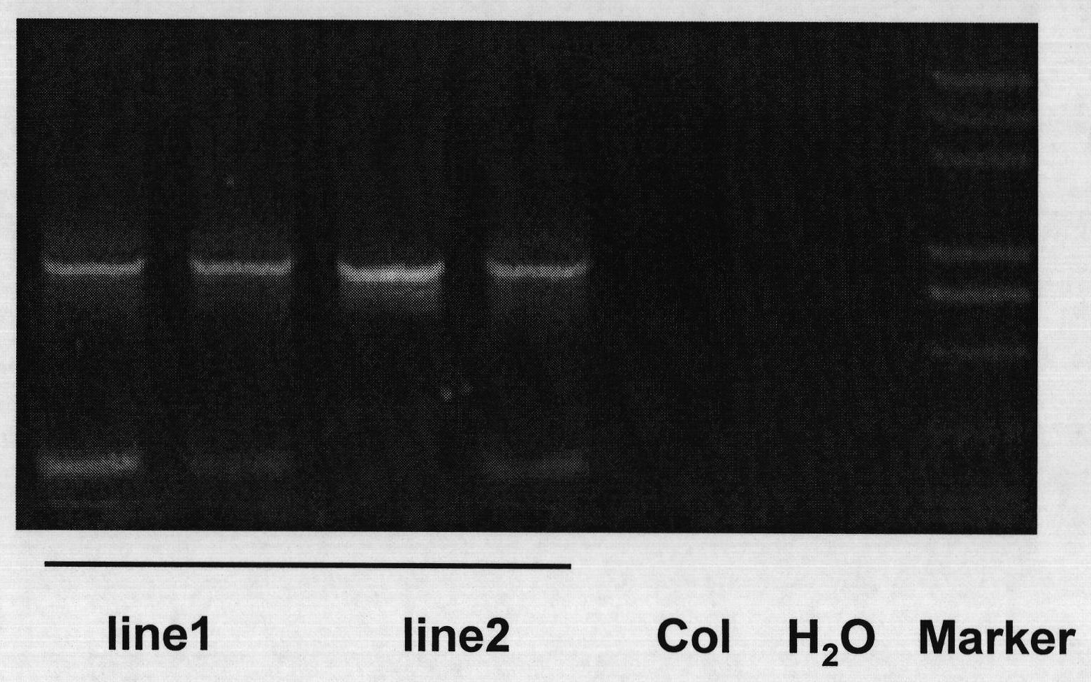 Plant nitrogen utilization efficiency related protein TaNF-YA1 and coding gene and application thereof