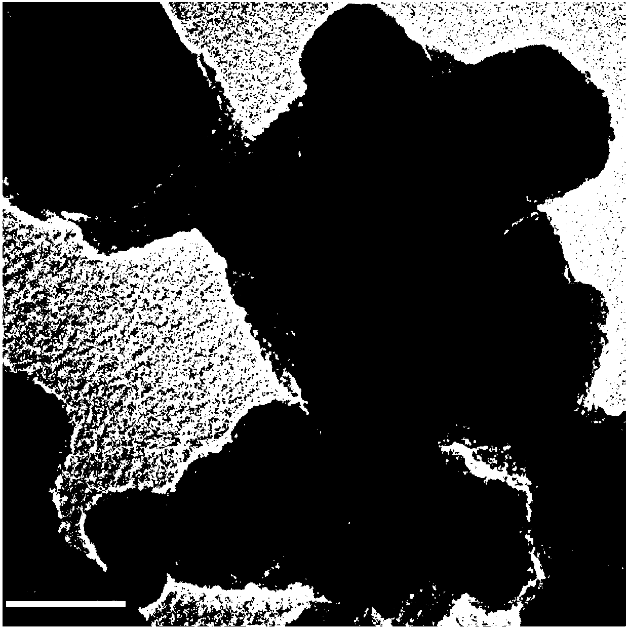 Preparation method of P25 active site material loading molecular state cobalt/nickel and like