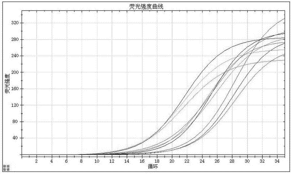 Primers, probe, detection method and kit for PCR-fluorescence detection of human papilloma virus types 16 and 18