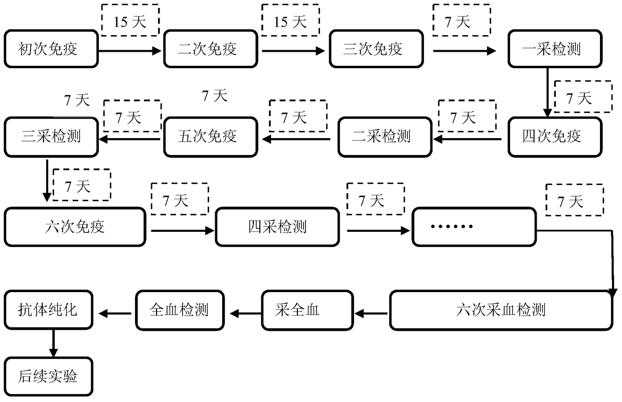 Antigens and polyclonal antibodies for differentiating between wheat leaf rust and bacillus rust